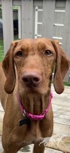 Point Of Honor Ruby