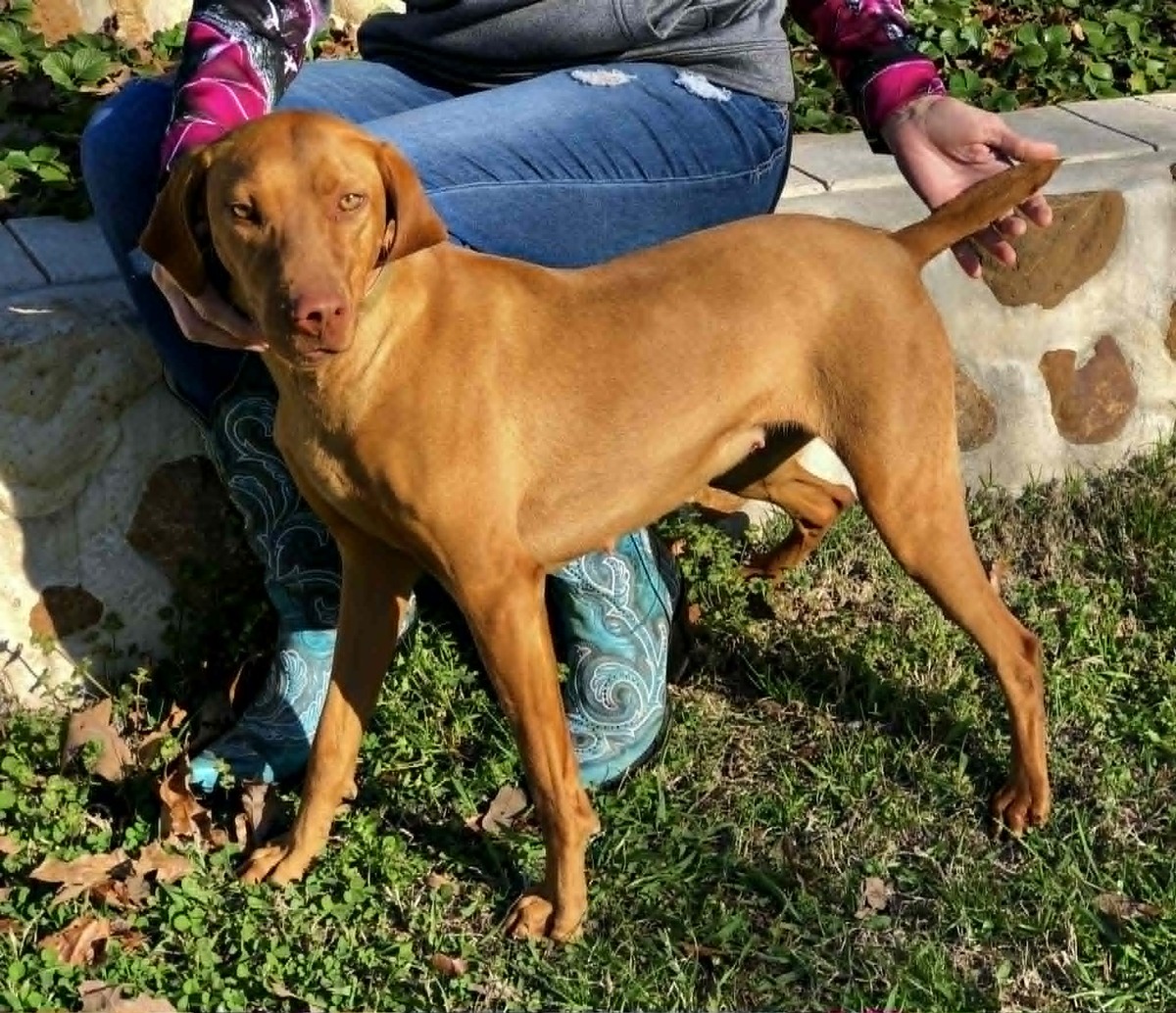 Slj Roxie Quail Killer