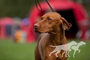Rugaia's Asti