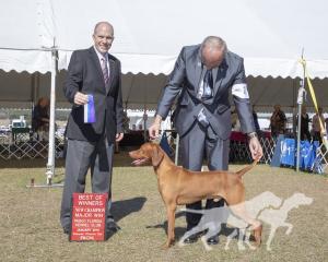 Buddydog Jp Agasvari Camaraderie