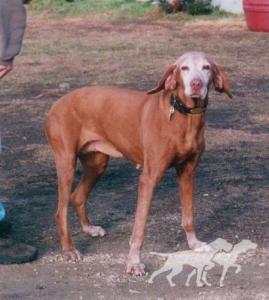 Rad's Ginger Snap