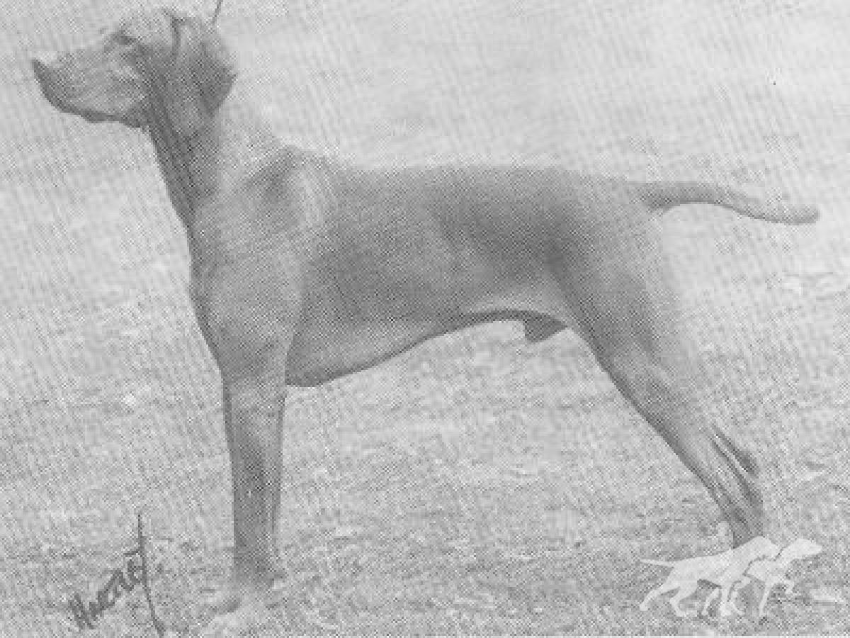 Cuzco Laski