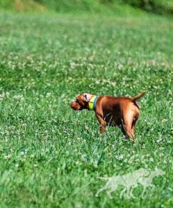 Riverside's North Bay Chasing Maverick
