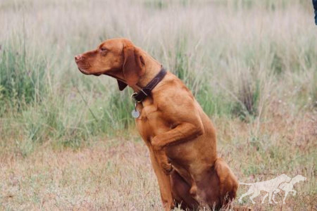 Bubba Leif De La Vida