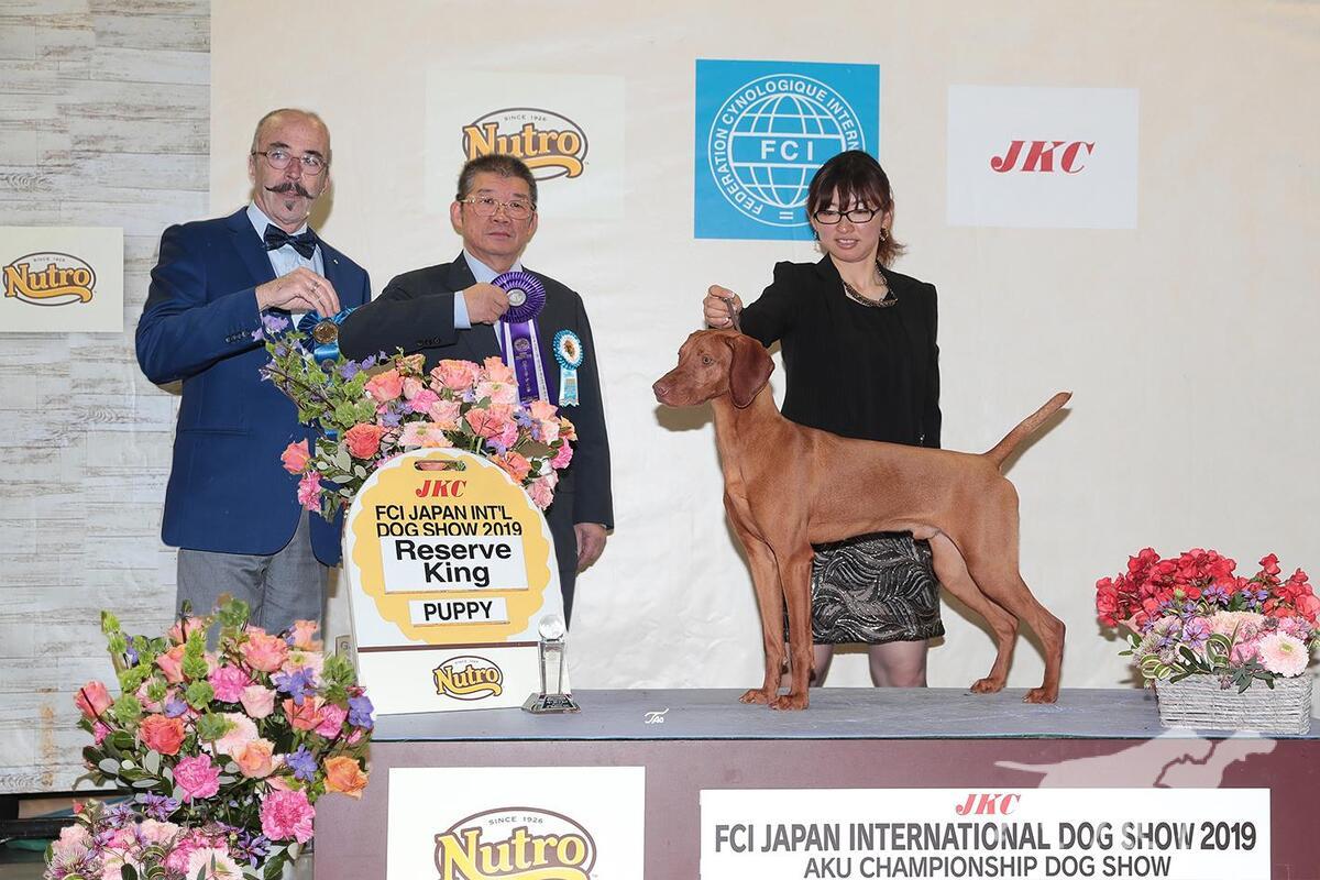 Buddydog Jp Gj Jackpot Storm Brewer