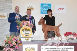Buddydog Jp Gj Jackpot Storm Brewer