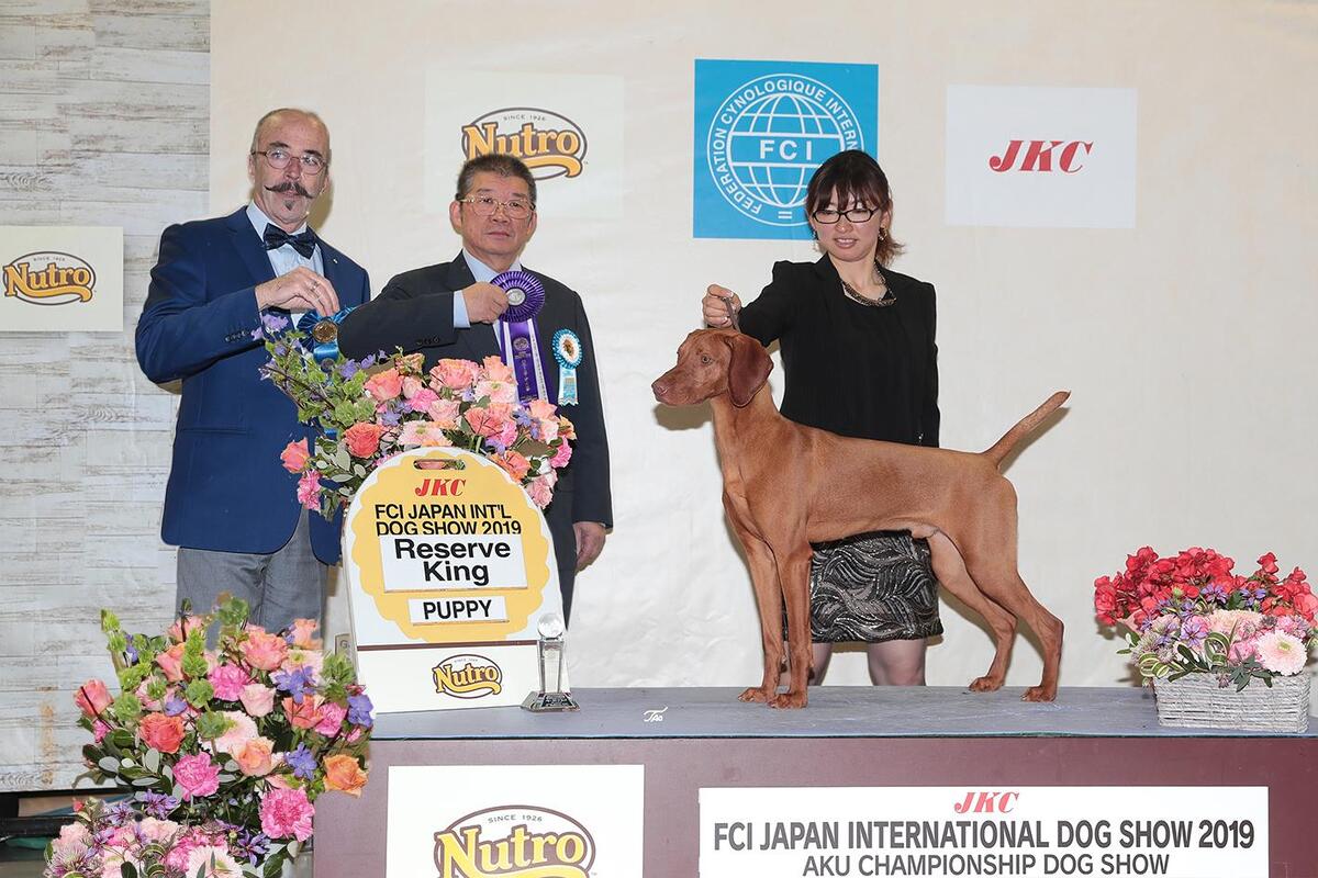 Buddydog Jp Gj Jackpot Storm Brewer