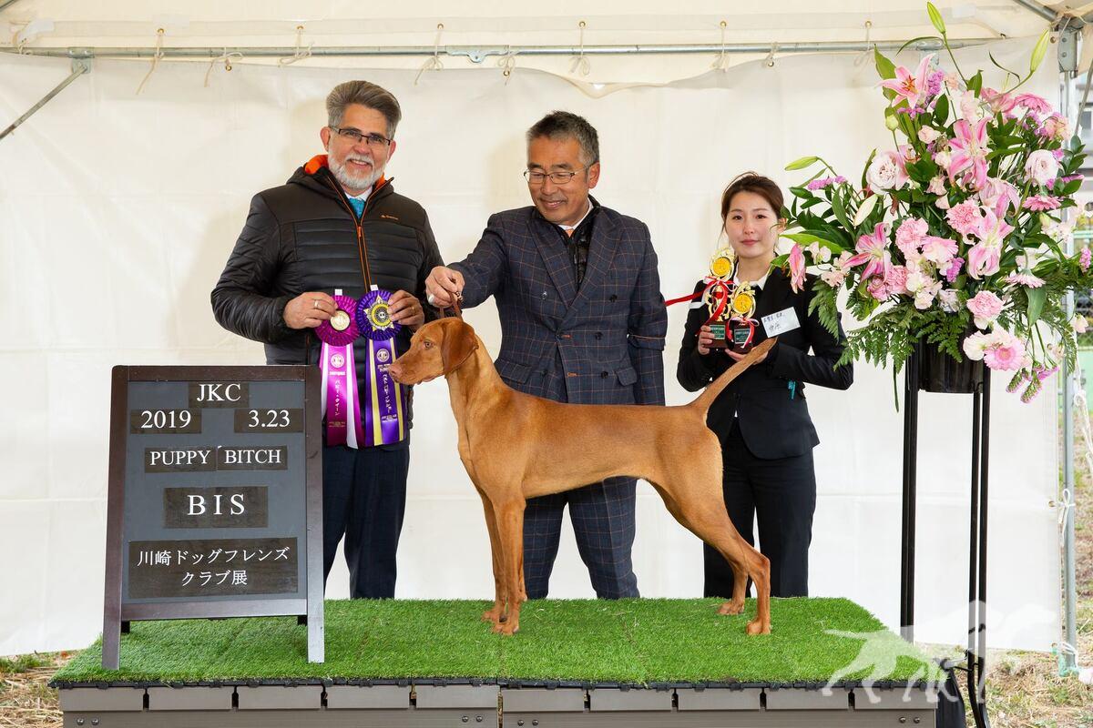 Buddydog Jp Gj Jackpot Meed's Brew