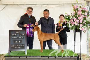Buddydog Jp Gj Jackpot Meed's Brew