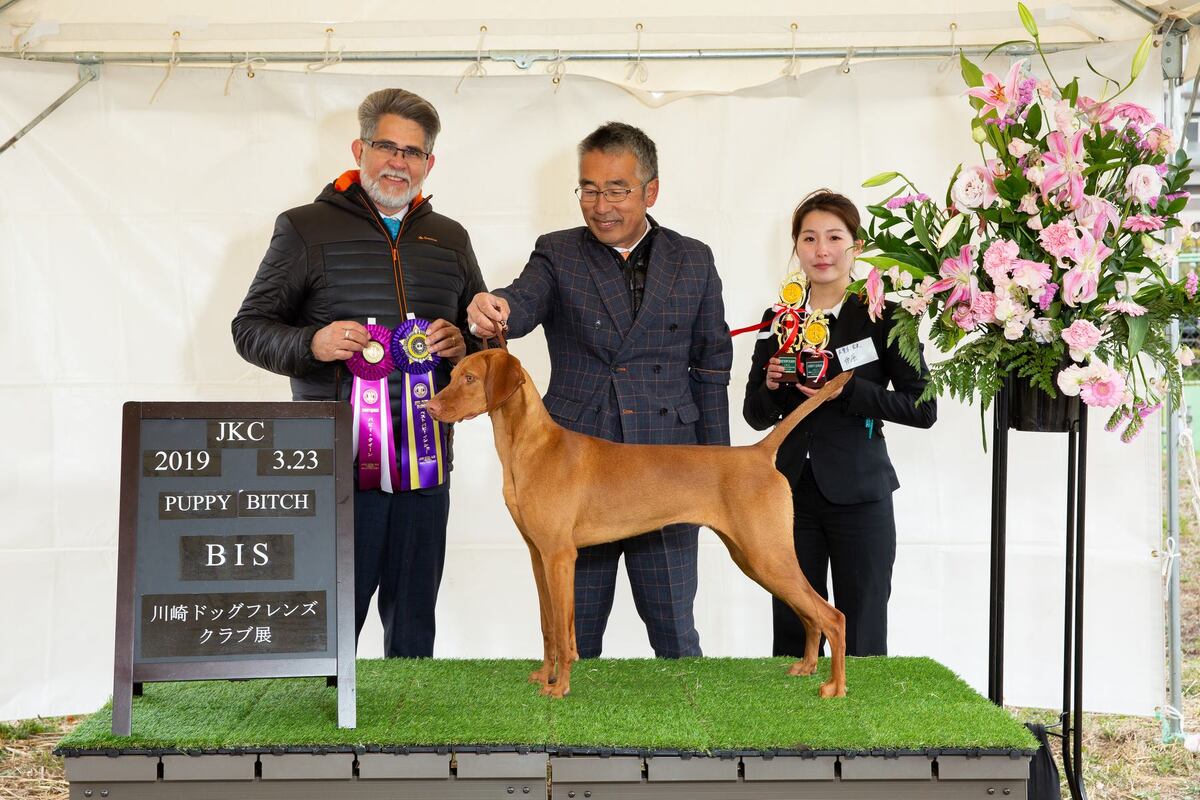 Buddydog Jp Gj Jackpot Meed's Brew
