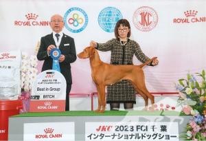 Buddydog Jp Gj Jackpot Meed's Brew