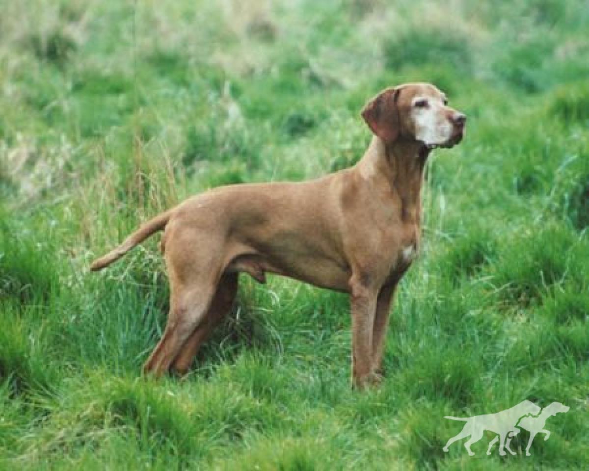 Duncarreg By Jiminy for Huntingate