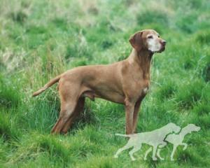 Duncarreg By Jiminy for Huntingate
