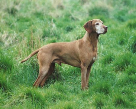 Duncarreg By Jiminy for Huntingate