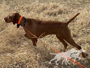 Ck Aeolus Step'n In The Wind