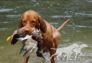 Hunter vom Bollerrain