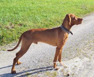 Hunter vom Bollerrain