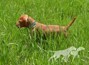 Alpine Prairie Aero Jojo
