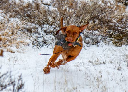 Alpine Prairie Aero Jojo