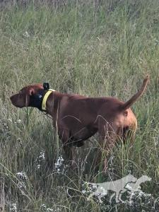 Alpine Prairie Aero Jojo