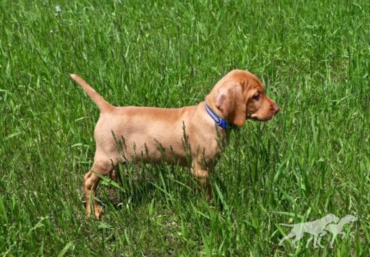Alpine's Hank