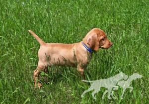 Alpine's Hank