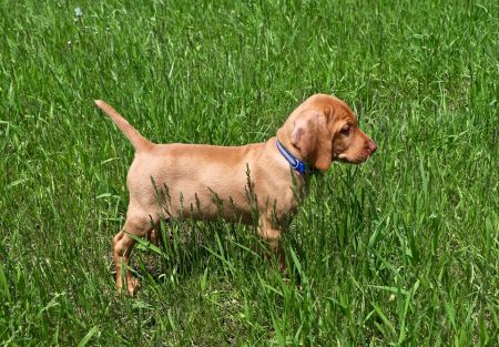 Alpine's Hank