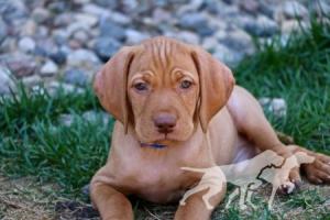 Alpine's Hank