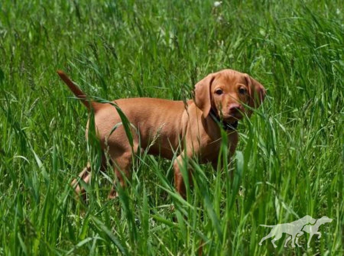 Alpine's Golden Girl