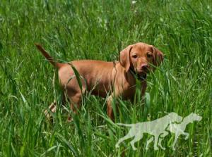 Alpine's Golden Girl
