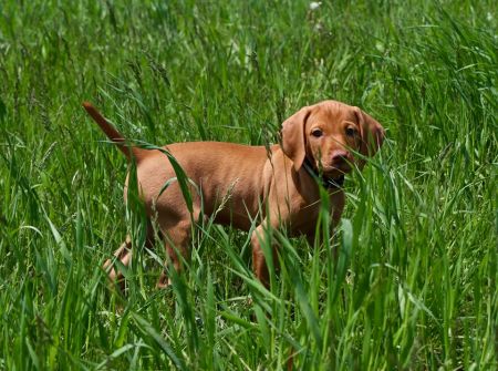 Alpine's Golden Girl