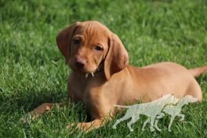 Alpine's Golden Girl