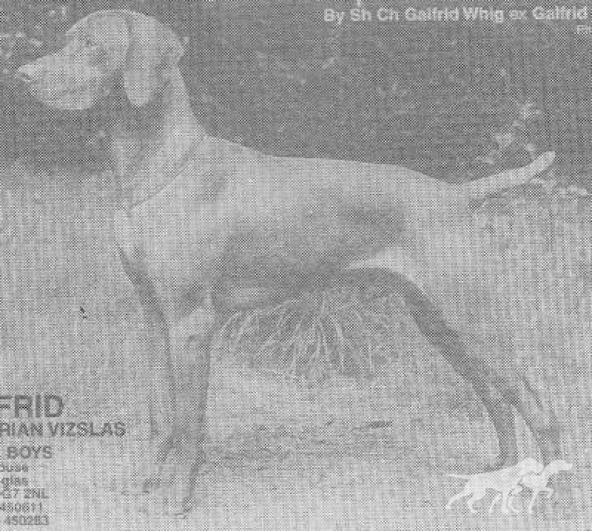 Galfrid Sidney