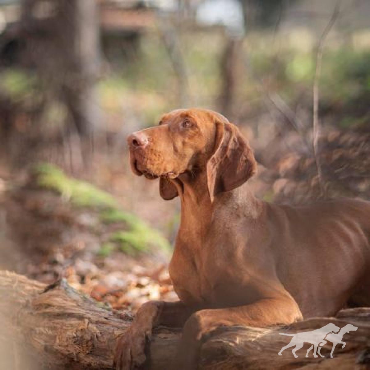 Gwiazda Vizsla Holly Dogsland