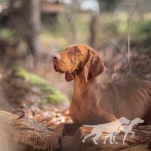 Gwiazda Vizsla Holly Dogsland