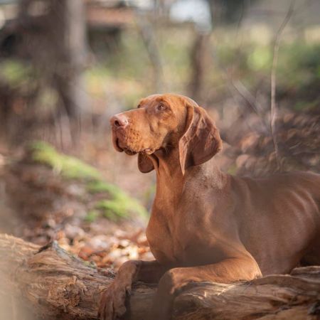 Gwiazda Vizsla Holly Dogsland