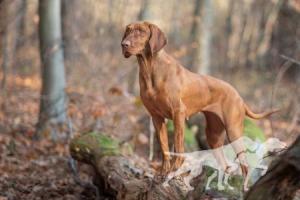 Gwiazda Vizsla Holly Dogsland