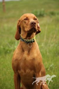 Amber Pepperoni Team