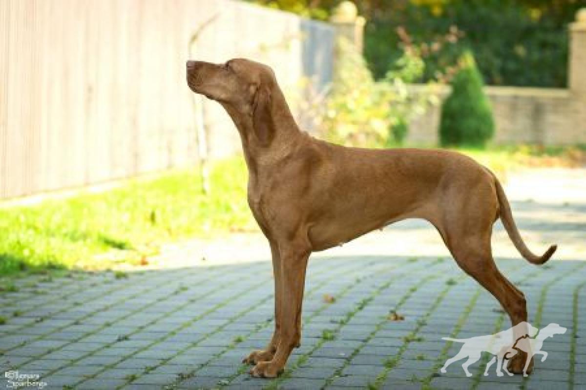 Zena (RKF 5137973)