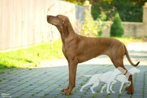 Zena (RKF 5137973)