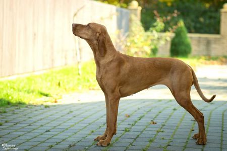 Zena (RKF 5137973)