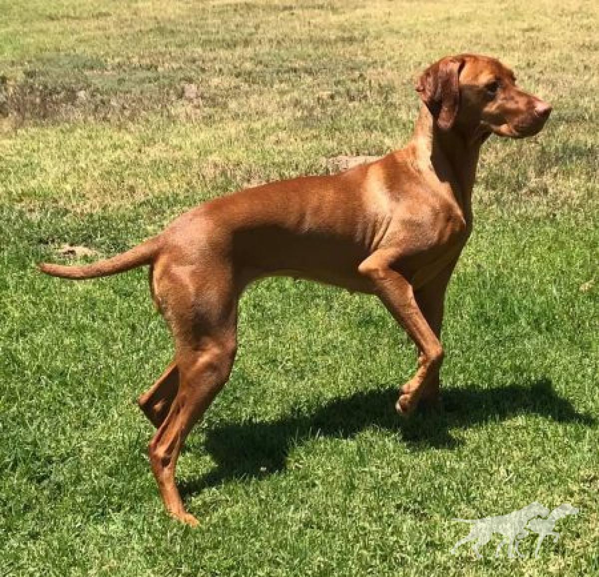 Gunn's Vizslas Artemis