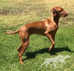 Gunn's Vizslas Artemis