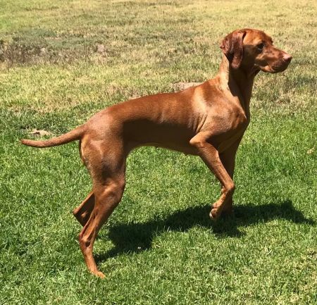 Gunn's Vizslas Artemis