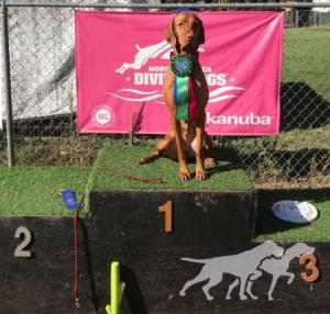 Gunn's Vizslas Artemis