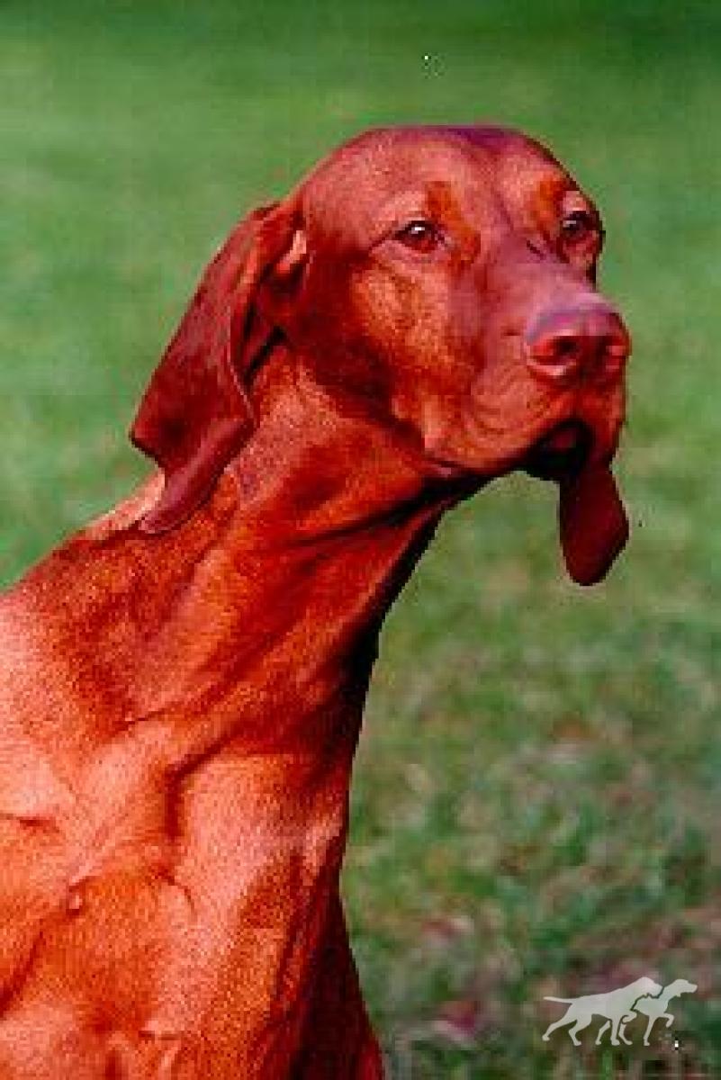 Reiver of Winnoch