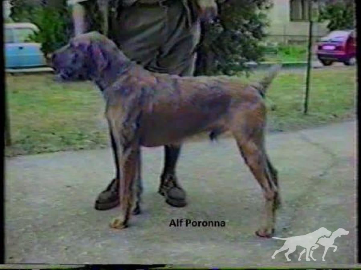 Poronna Alf