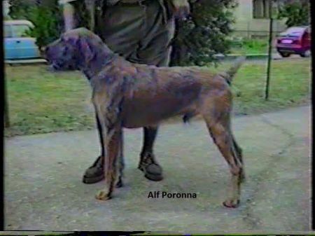 Poronna Alf
