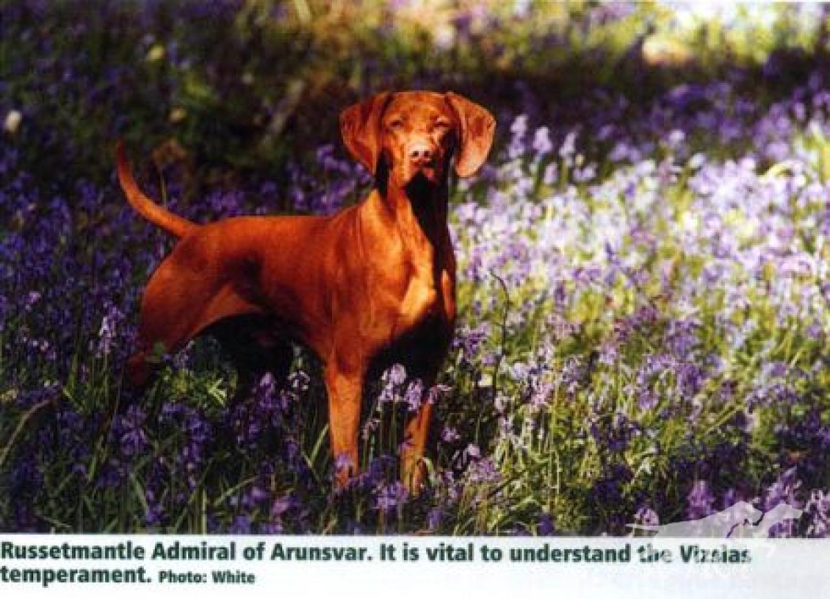 Russetmantle Admiral of Arunszvar