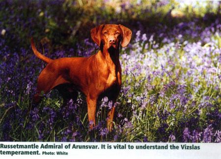 Russetmantle Admiral of Arunszvar